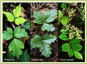 Differentiating Between Poison Ivy Poison Oak and Poison Sumac