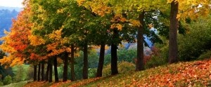 AFC West Hartford Fall Foliage Photo Contest