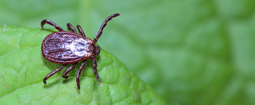 How Can I Prevent Tick Bites?