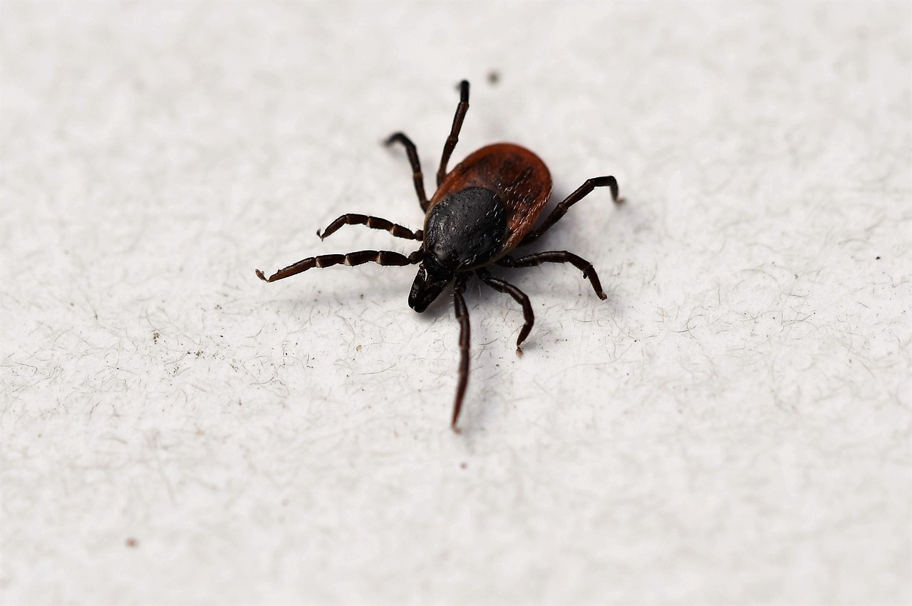 Ticks and Lyme Disease: What to know about them from AFC Urgent Care Willow Grove