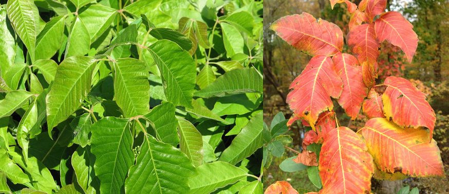 Avoiding rashes from Poison Ivy, Oak, and Sumac near Willow Grove, PA