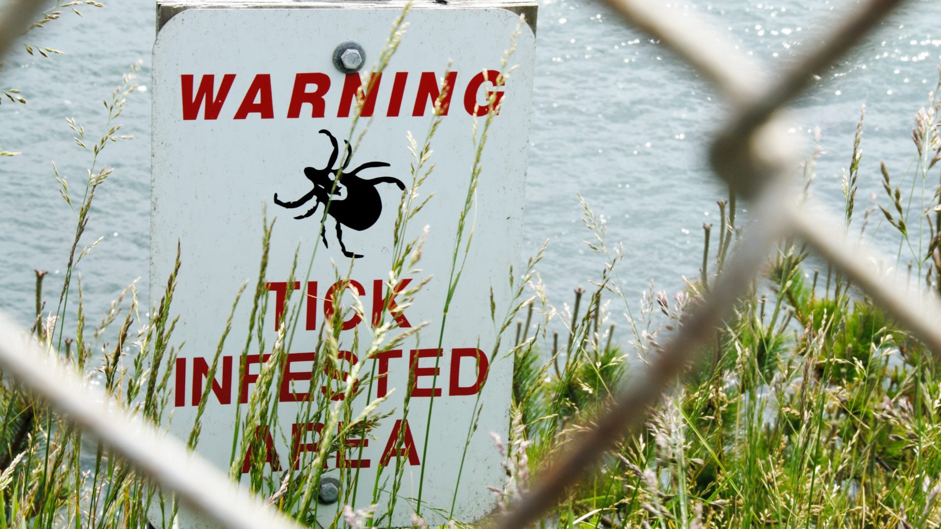 Understanding Lyme Disease: Symptoms, Causes, and Treatment Options