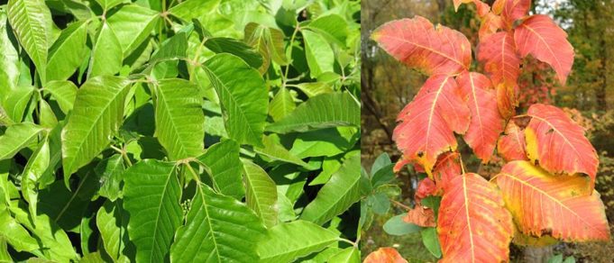 Avoiding rashes from Poison Ivy, Oak, and Sumac