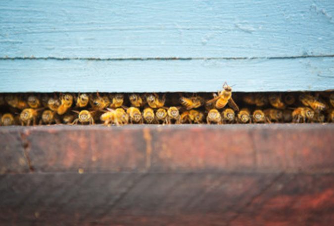 Angry bees under a deck ready to fly and sting humans