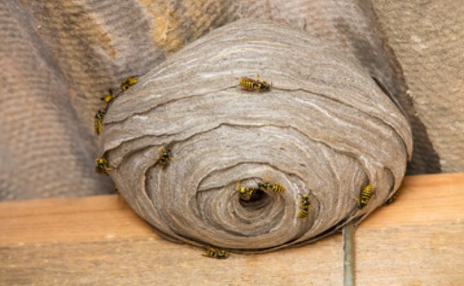 A bee guarding their hive will protect their colony by stinging you!