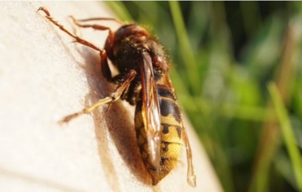 A bee on a piece of wood