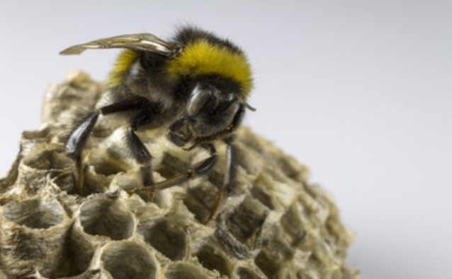 A bee next to their hive