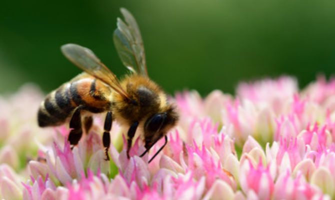 A bee flying around flowers