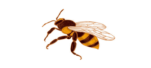 Top 5 Tips for Handling and Preventing Bee Stings