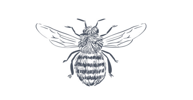 A diagram of a bee