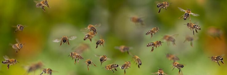 A colony of bees flying around