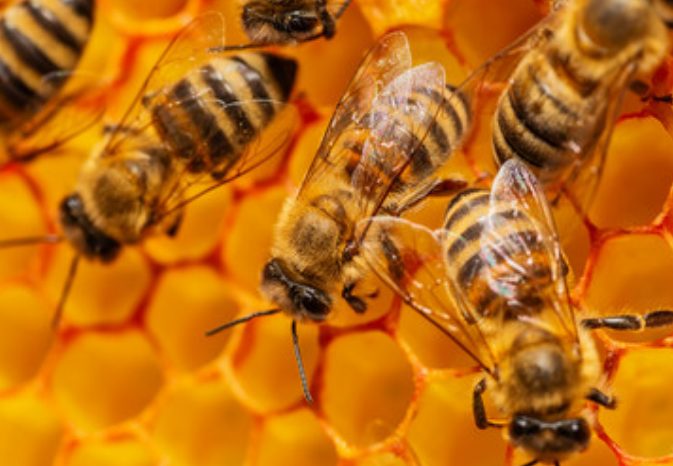 A colony of bees building their hive