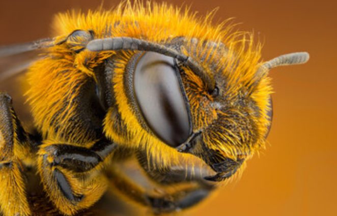 Angry Bee Season Is Upon Us: Avoiding Bee Stings And Bee Sting Allergies