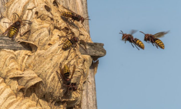 A colony of bees going to their hive