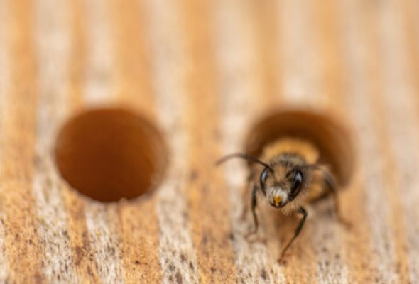 Bee leaving the nest, looking for their next stinging target to send to AFC Urgent Care New Britain for bee sting treatment and allergies