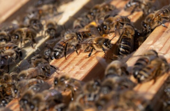 A colony of angry bees gathering on someones deck