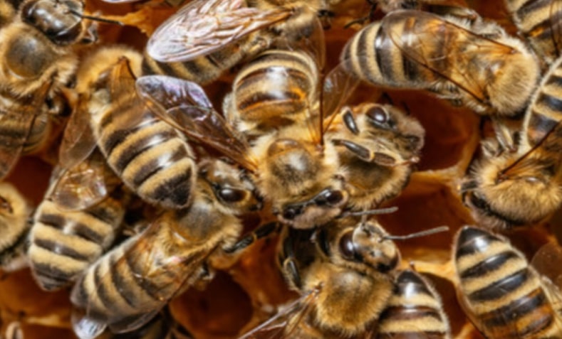 Bees gathering together to plan their next sting