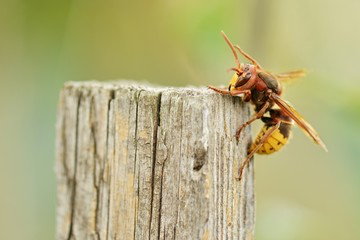 Angry bee waiting to sting a human and give them an allergic reaction.